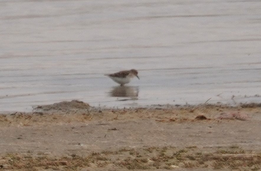 Baird's Sandpiper - ML616752195