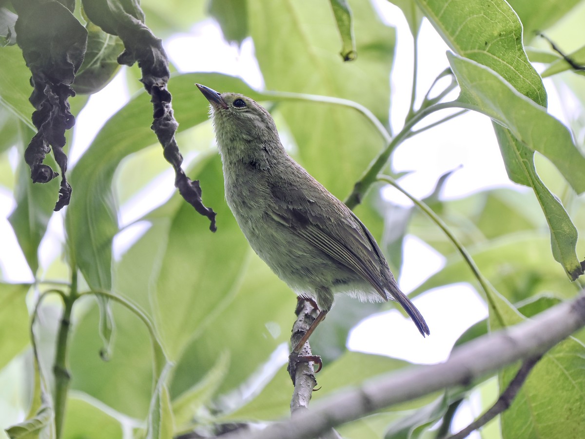 Green Warbler-Finch - ML616752224