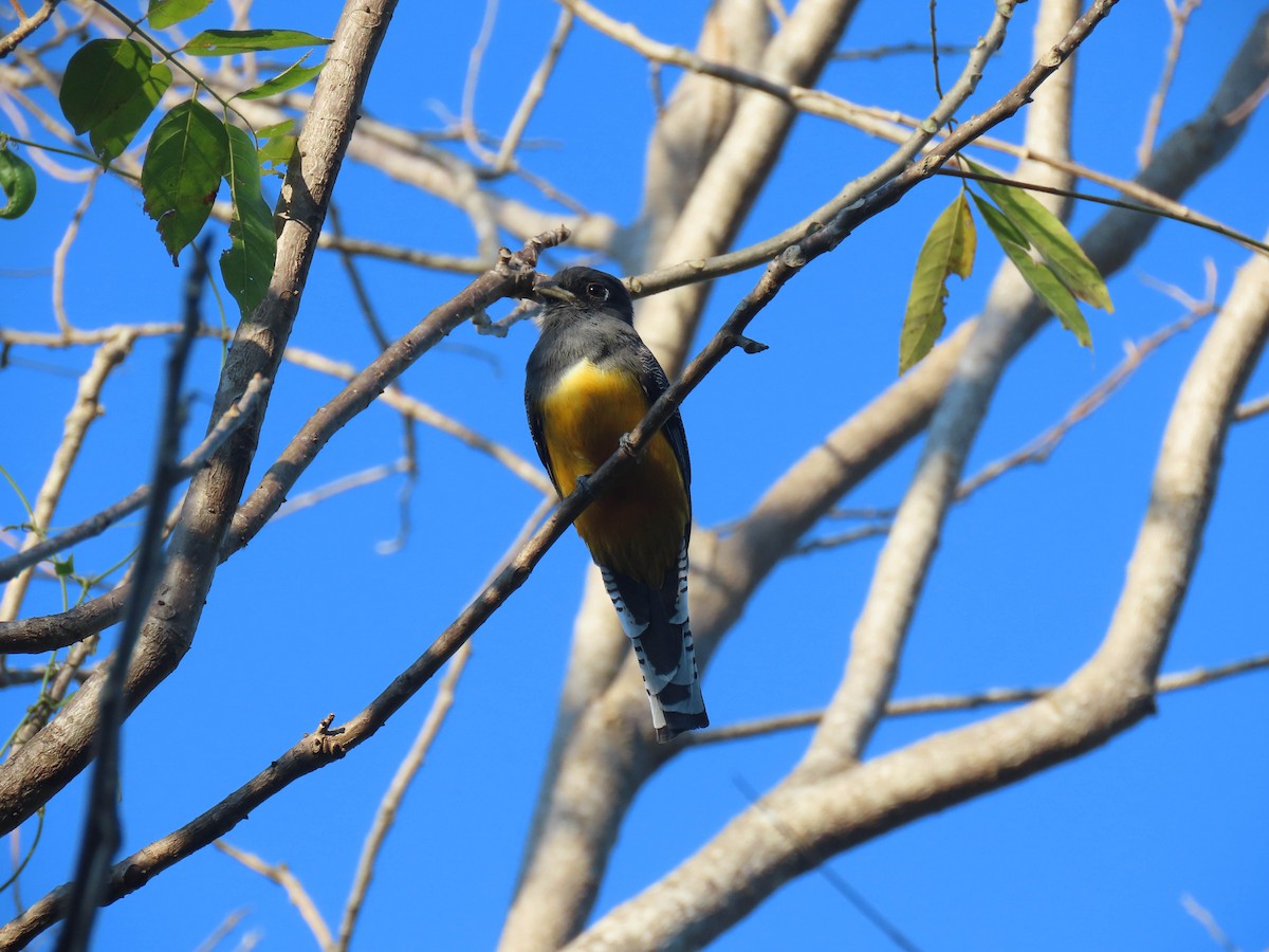 Gartered Trogon - Alina Martin