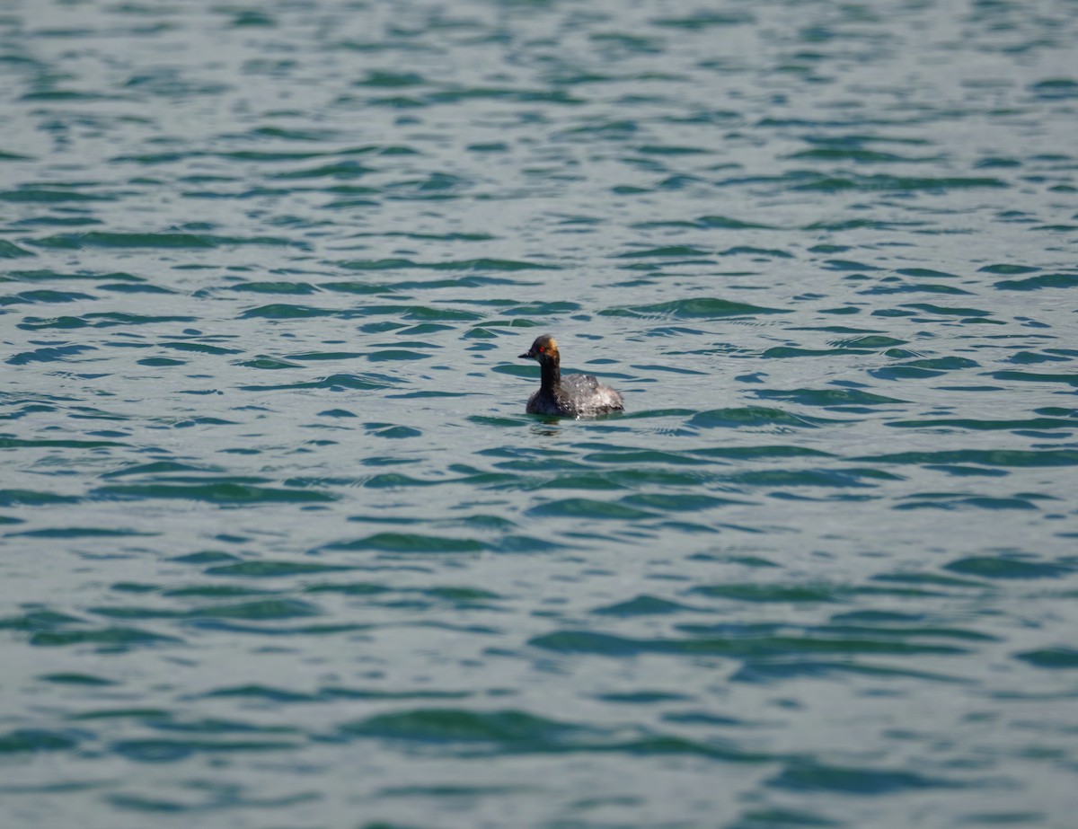 Eared Grebe - ML616752294