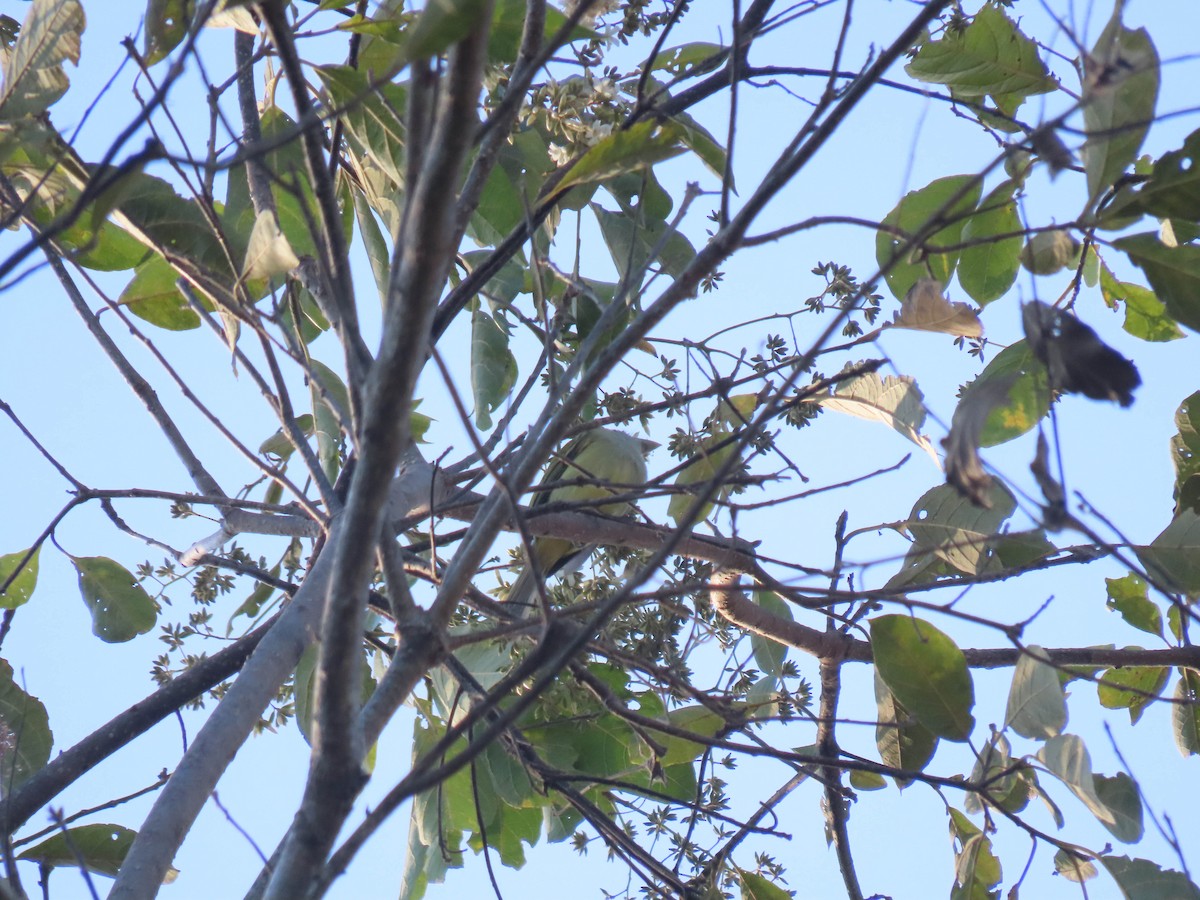 Yellow-olive Flatbill - Alina Martin