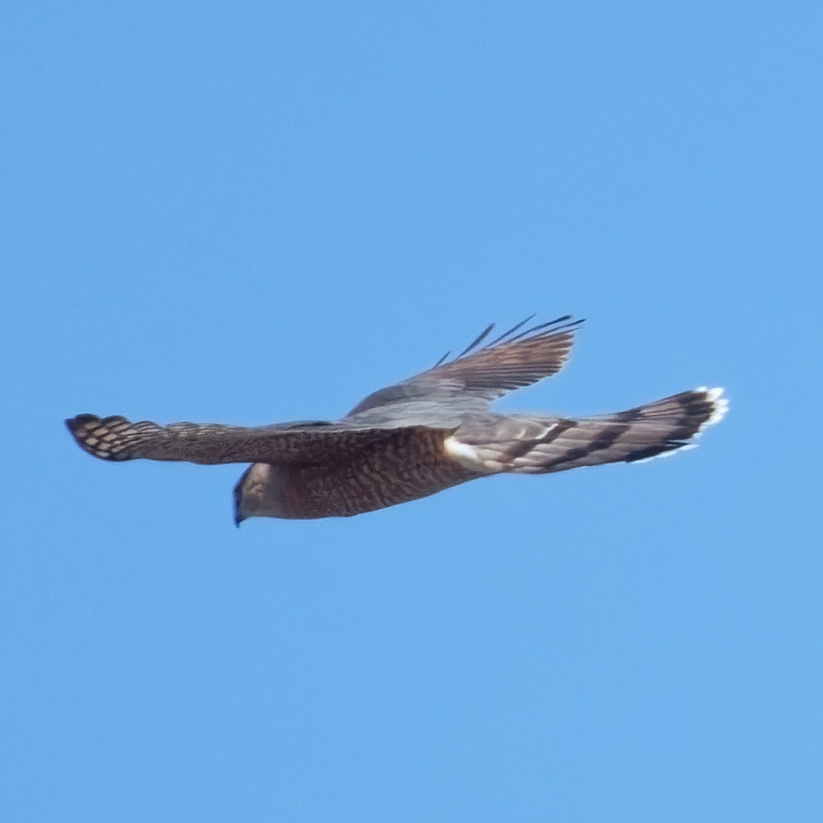 Cooper's Hawk - ML616752320