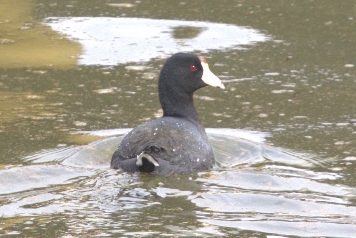 American Coot - David Bennett