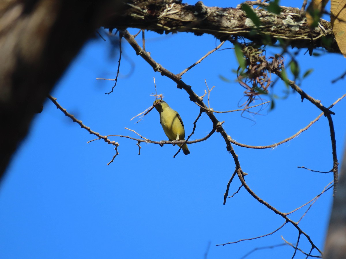 Scrub Euphonia - Alina Martin