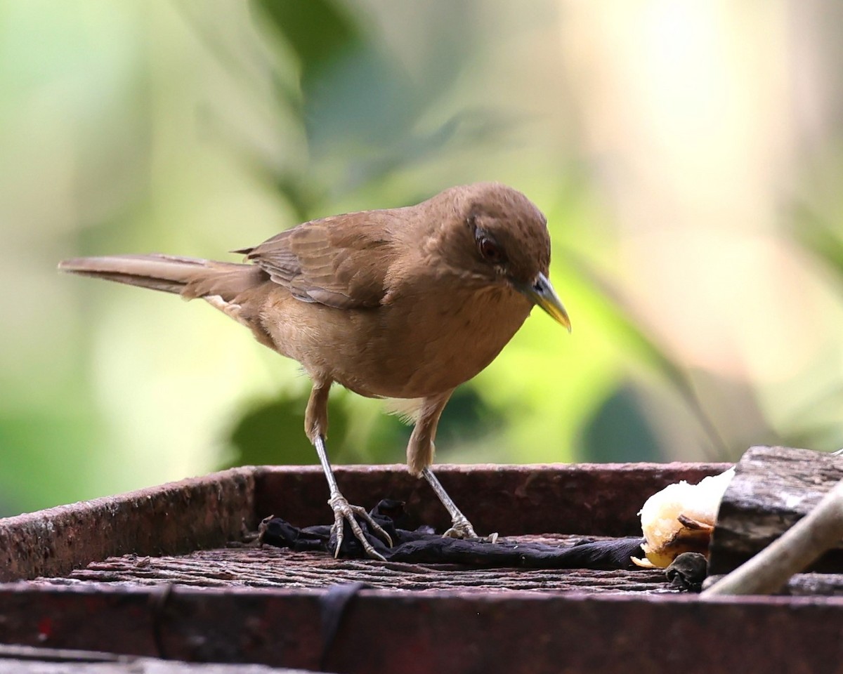 Clay-colored Thrush - ML616752358