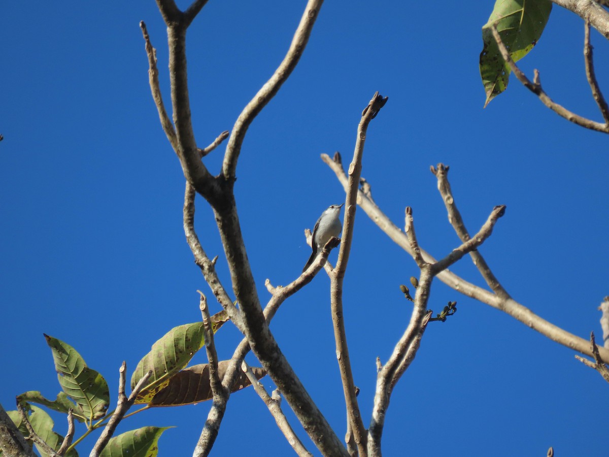 White-lored Gnatcatcher - Alina Martin