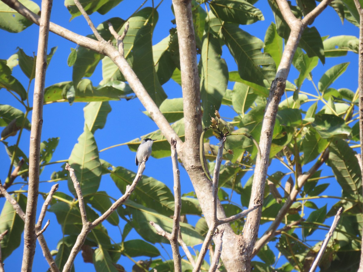 White-lored Gnatcatcher - Alina Martin