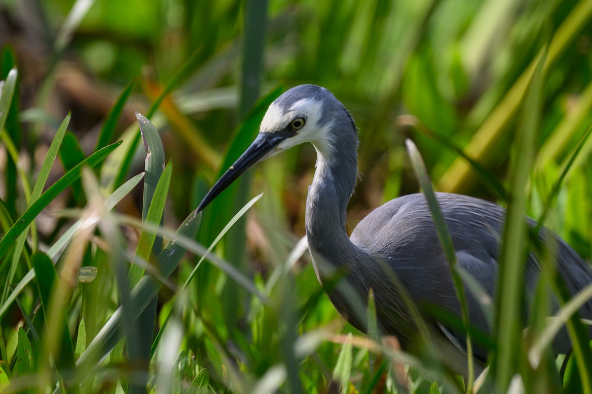 White-faced Heron - ML616752369