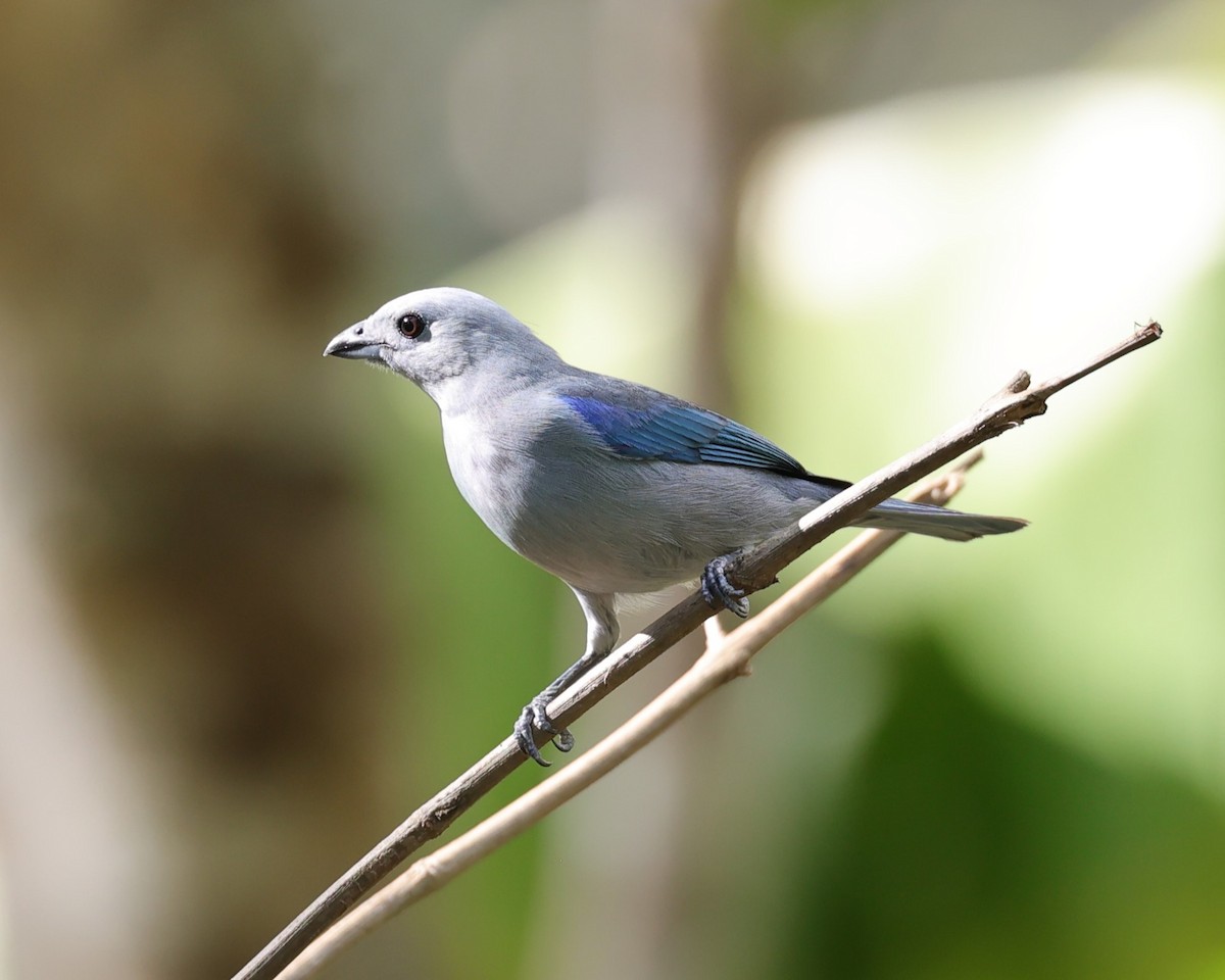 Blue-gray Tanager - ML616752371