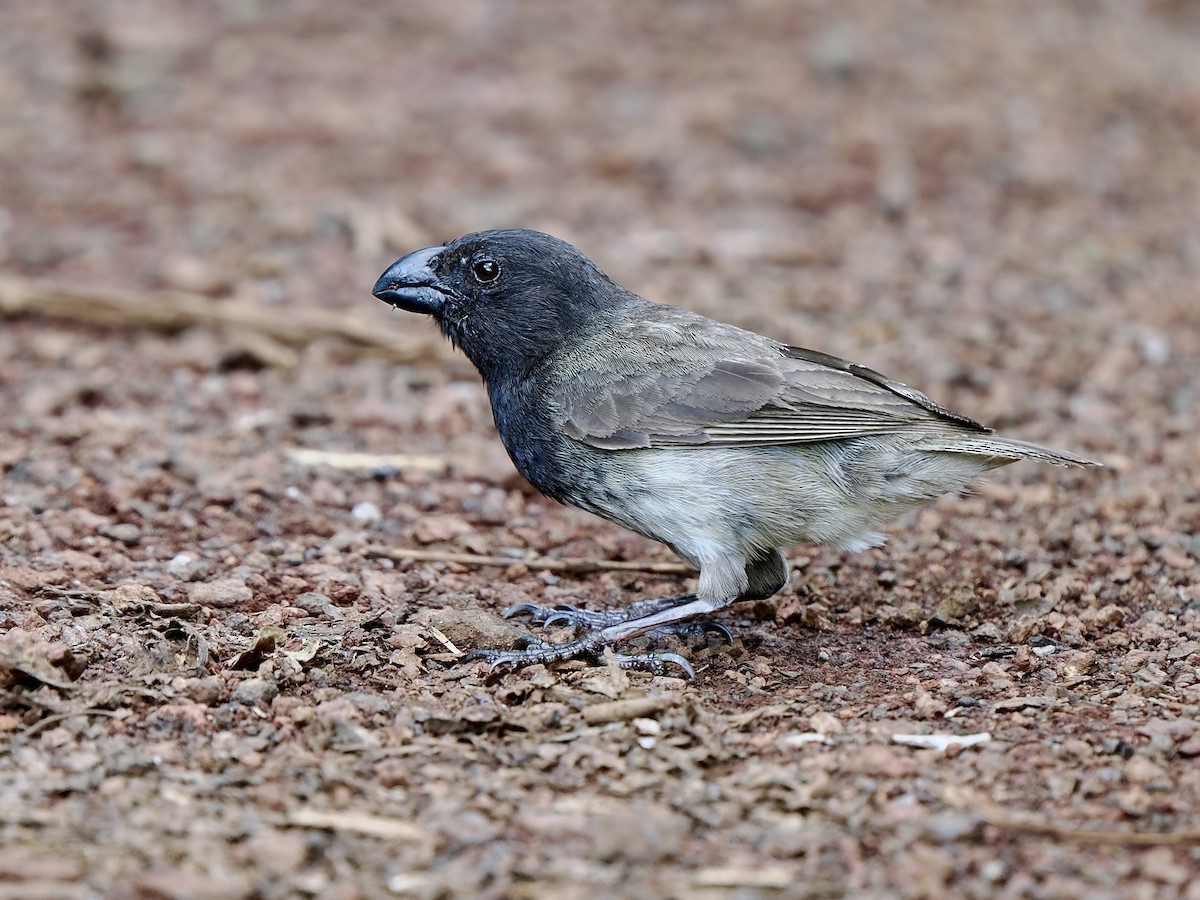 Large Tree-Finch - ML616752376