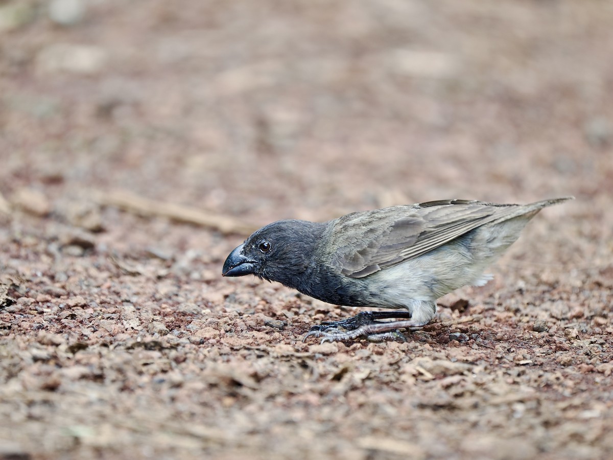 Large Tree-Finch - ML616752377