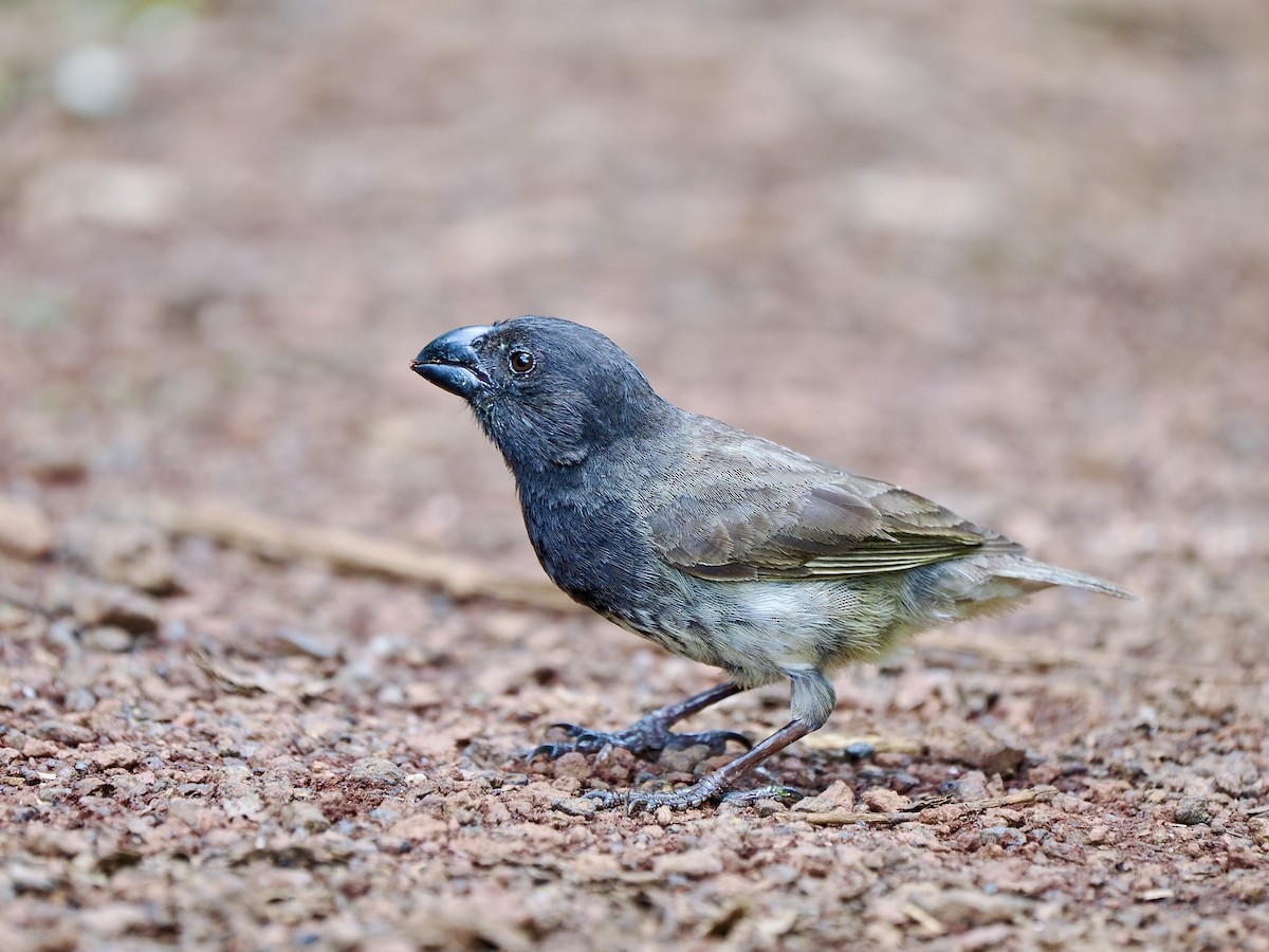 Large Tree-Finch - Gabriel Willow