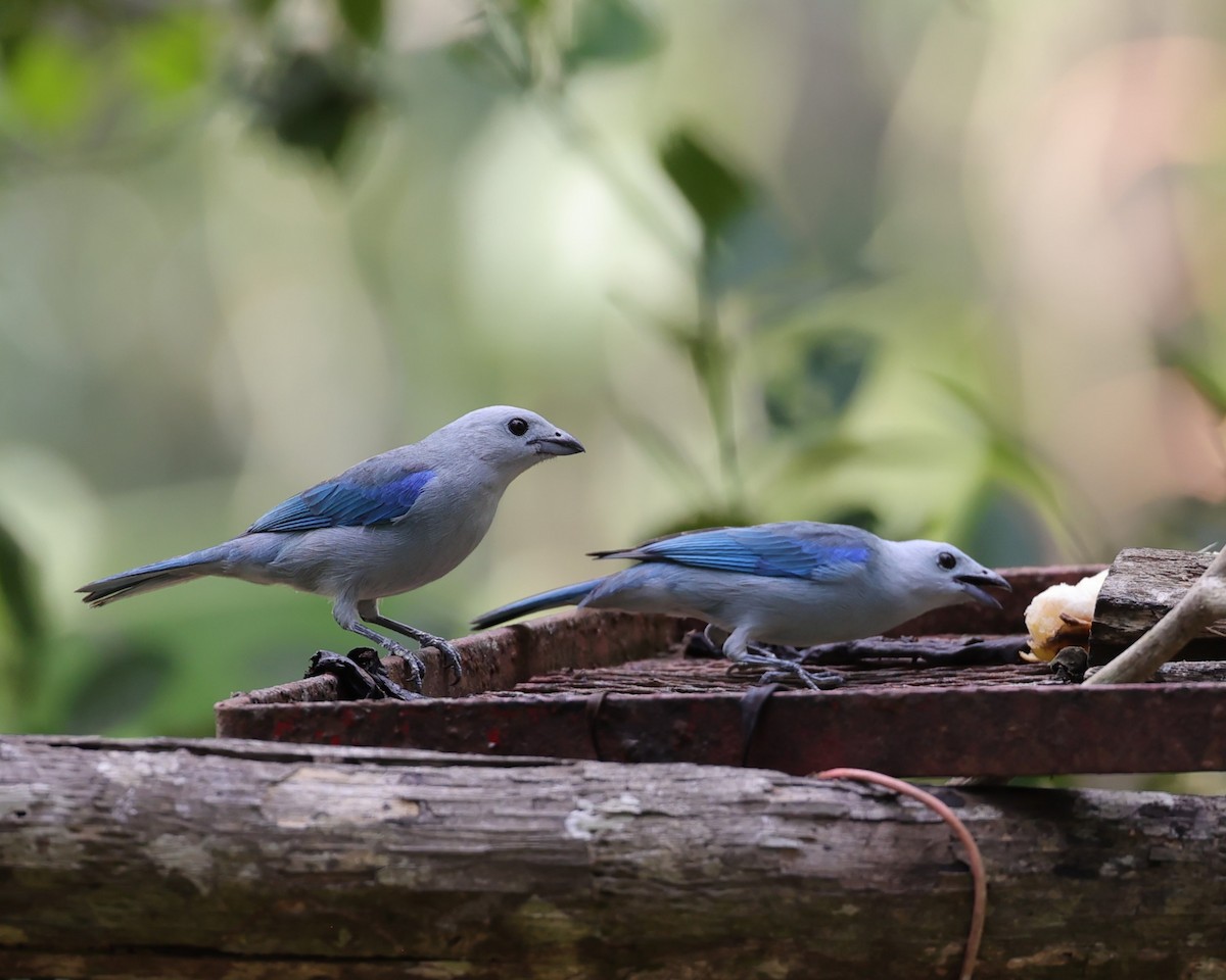 Blue-gray Tanager - ML616752382