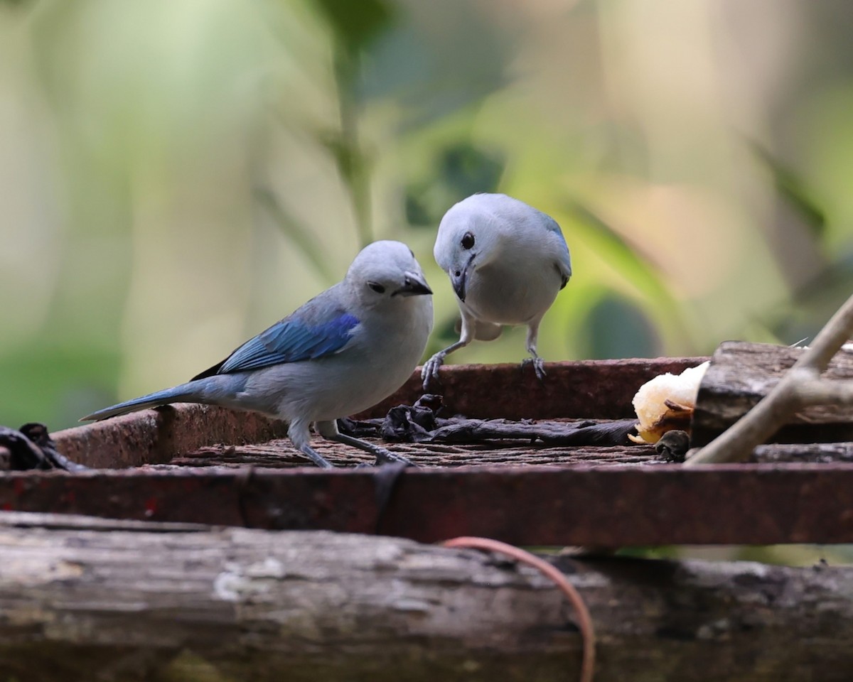 Blue-gray Tanager - ML616752387