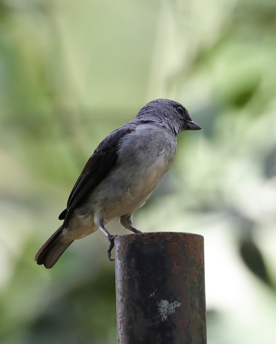 Plain-colored Tanager - ML616752409