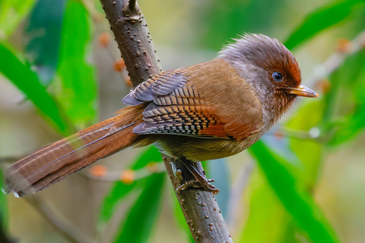 Rusty-fronted Barwing - Vikram S