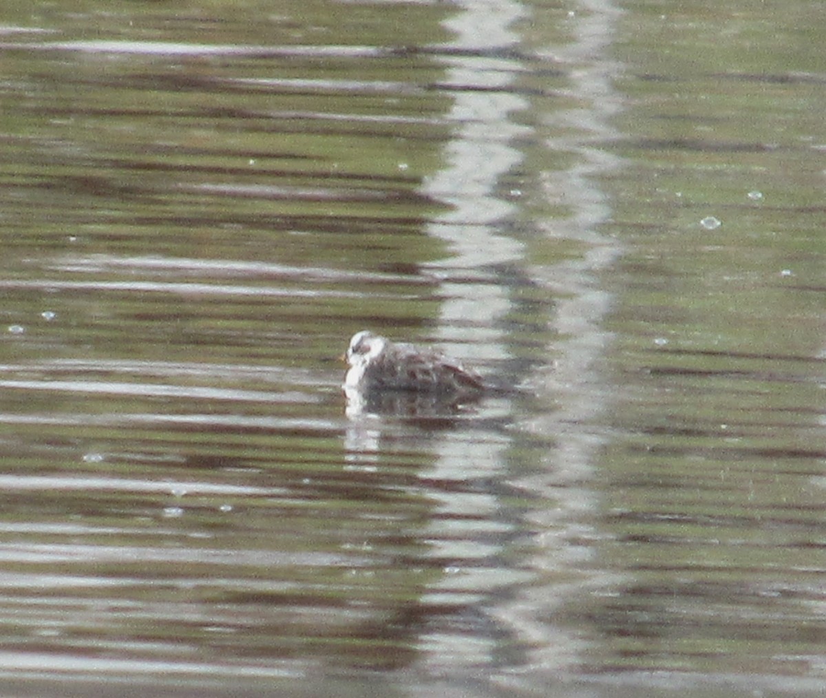 Red Phalarope - ML616752427