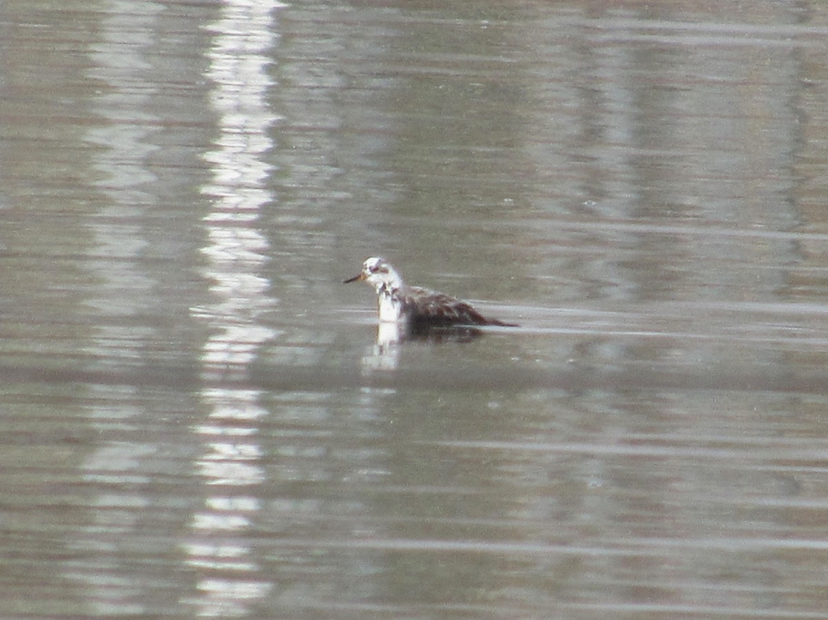 Red Phalarope - ML616752429