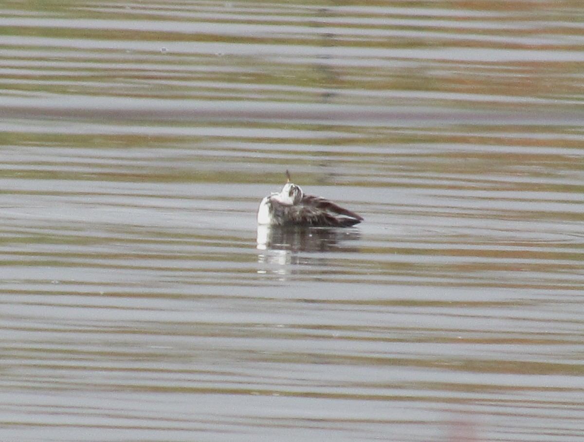 Red Phalarope - ML616752430