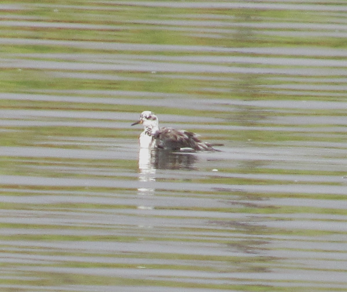 Red Phalarope - ML616752432