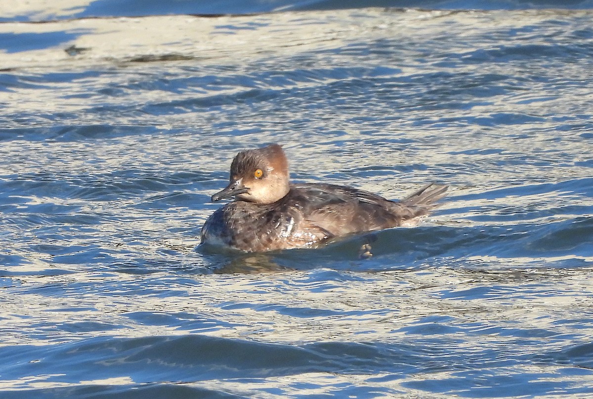 Hooded Merganser - ML616752473