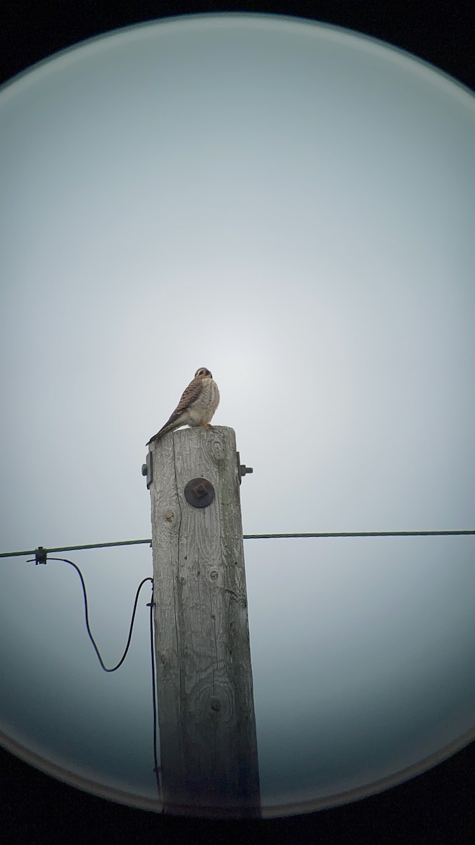 American Kestrel - ML616752481