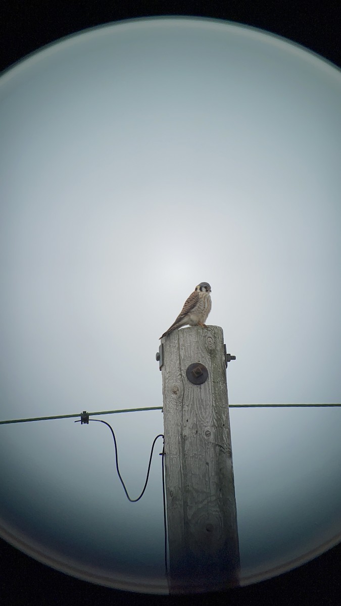 American Kestrel - ML616752482