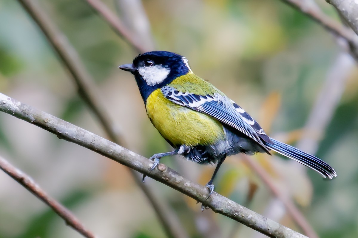 Green-backed Tit - ML616752483