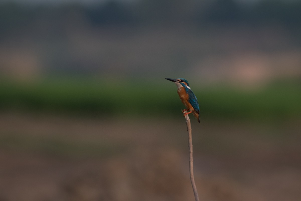 Common Kingfisher - Esanur Hoque