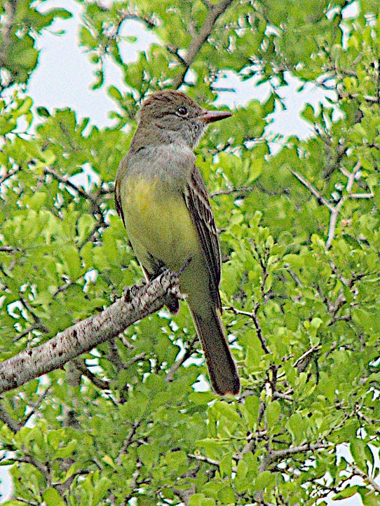 Great Crested Flycatcher - Steve and Sue Whitmer