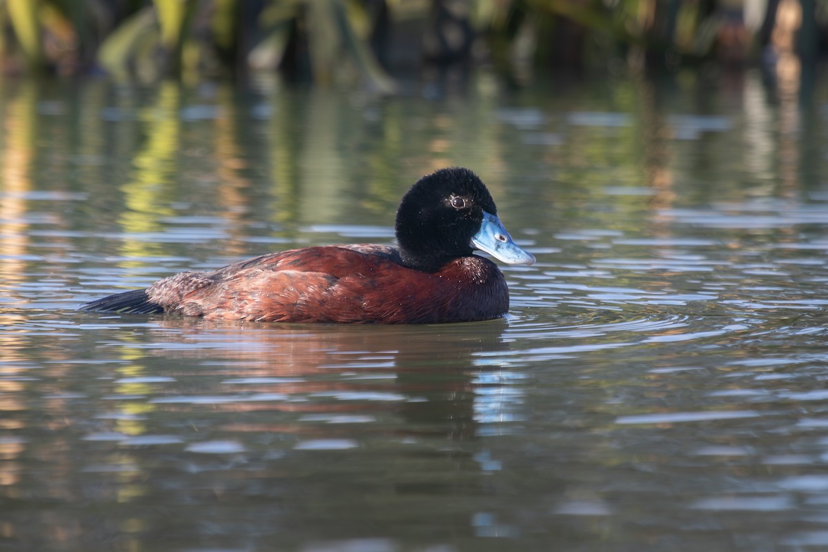 Blue-billed Duck - Ramit Singal