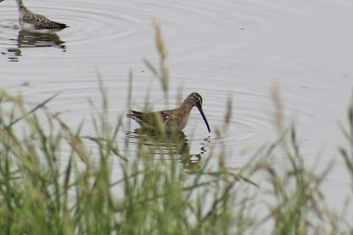Long-billed Dowitcher - ML616752567