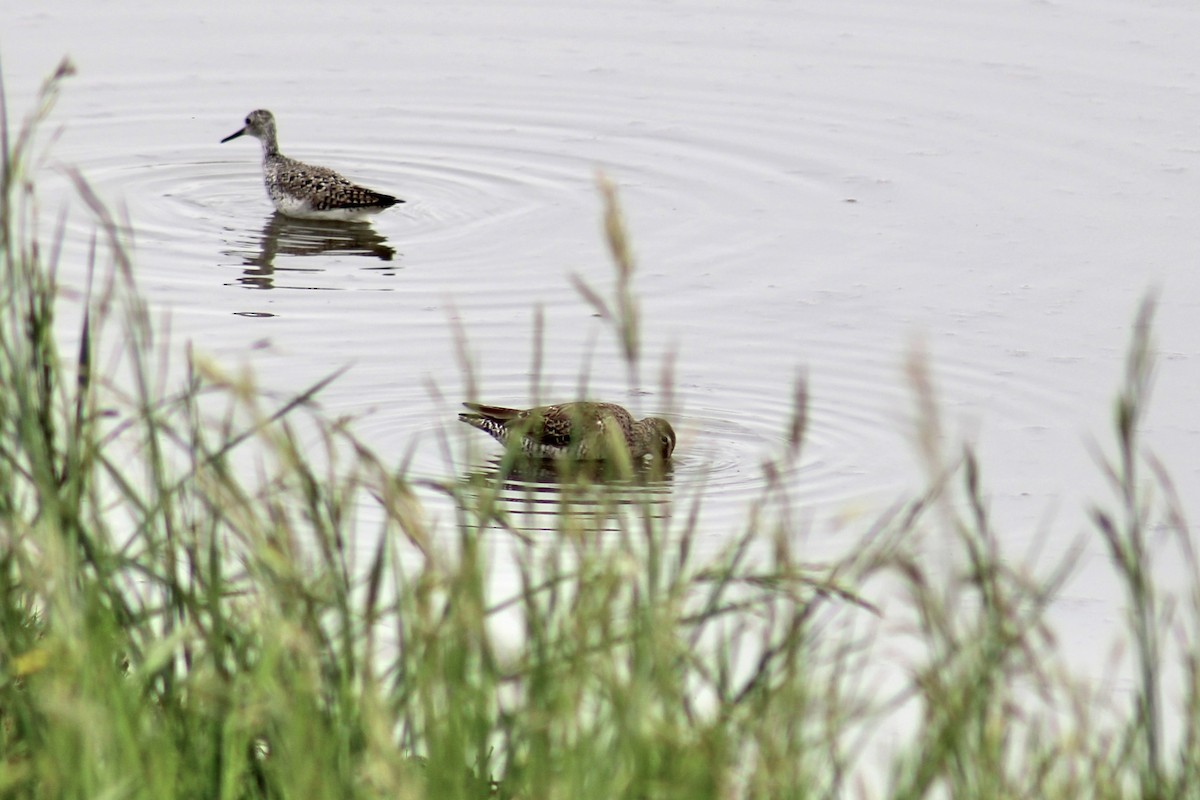 Long-billed Dowitcher - ML616752568