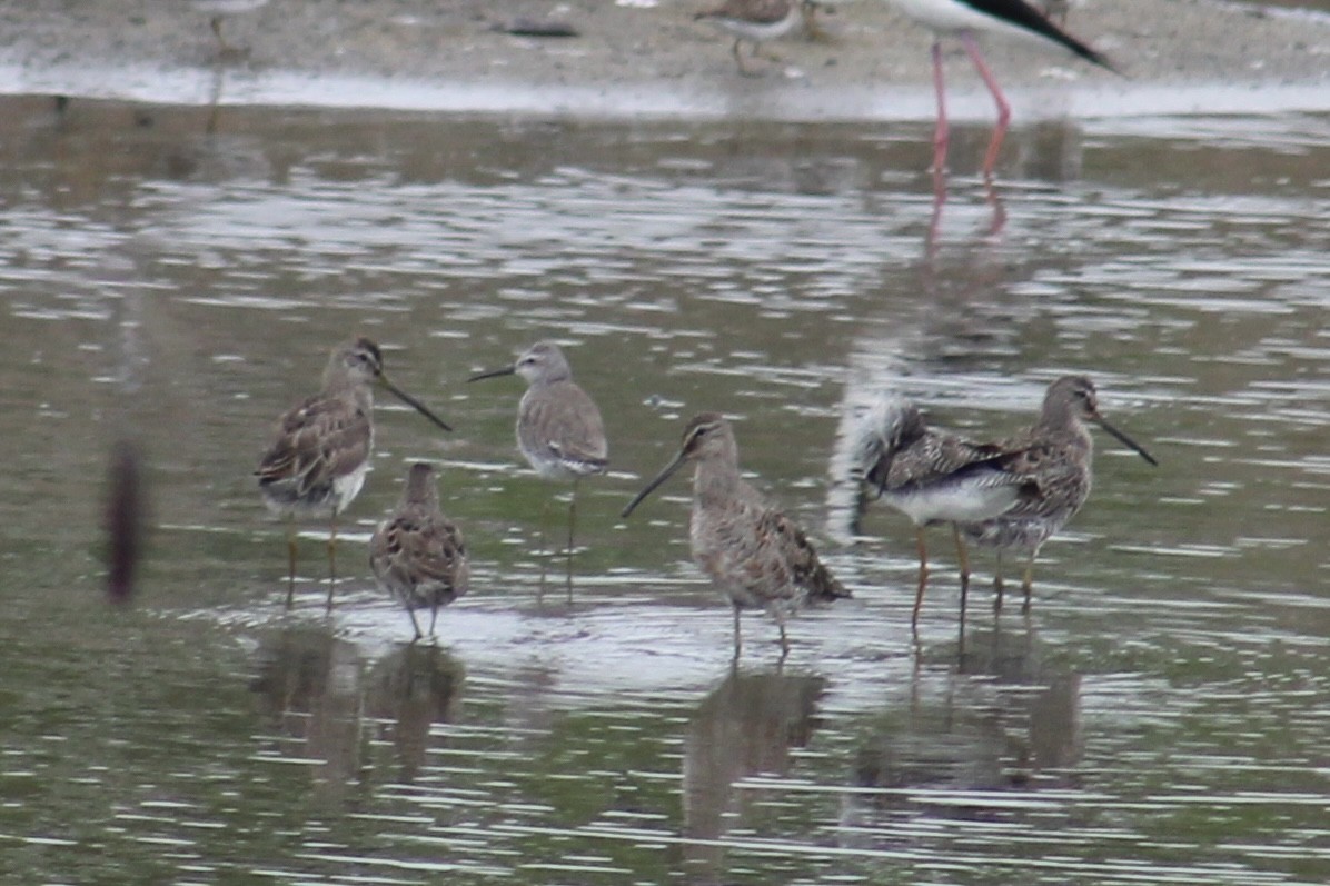 Long-billed Dowitcher - ML616752569