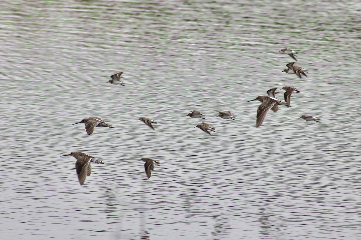 Long-billed Dowitcher - ML616752570