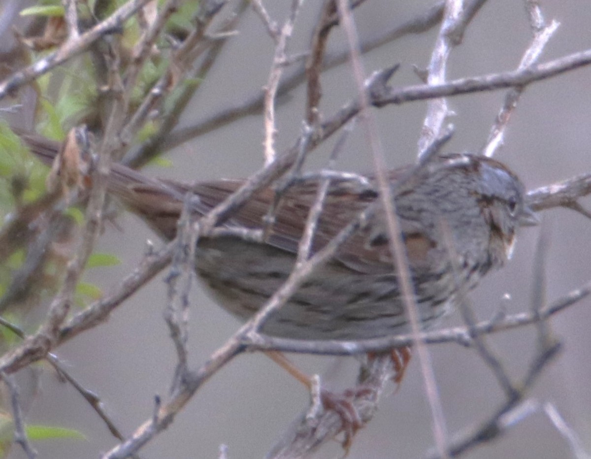 Lincoln's Sparrow - ML616752585