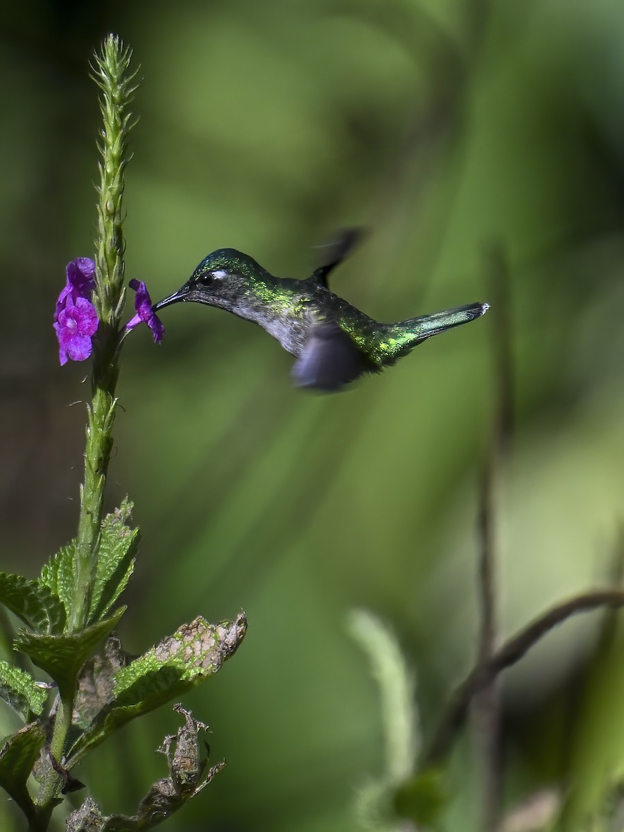 Violet-headed Hummingbird - James M