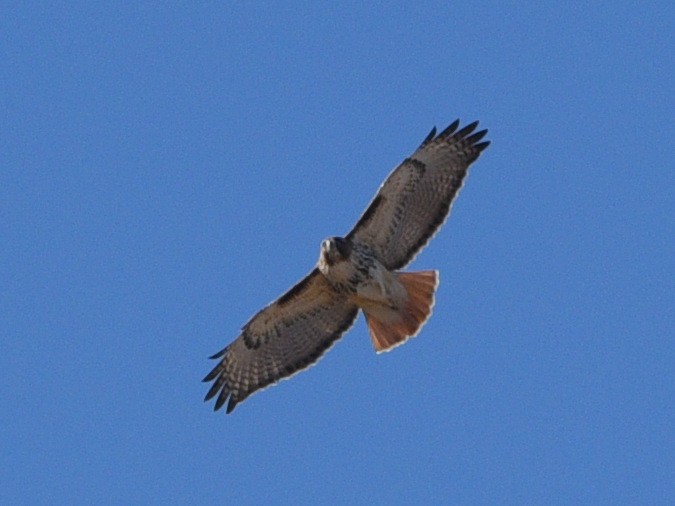 Red-tailed Hawk - ML616752627
