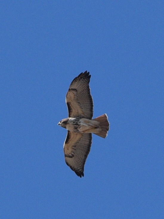 Red-tailed Hawk - ML616752632