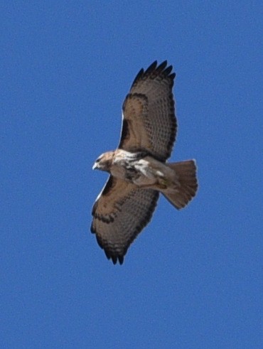 Red-tailed Hawk - ML616752641