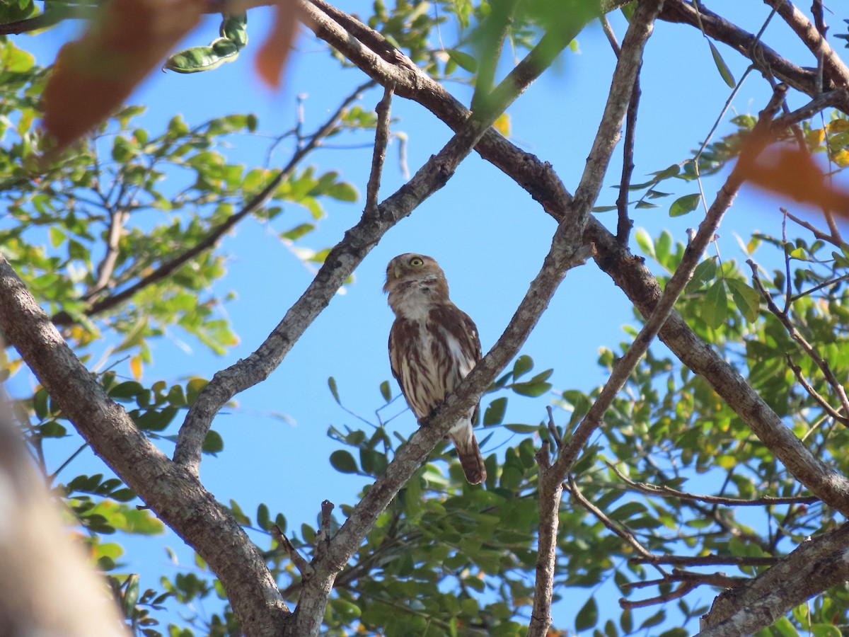 Ferruginous Pygmy-Owl - ML616752680