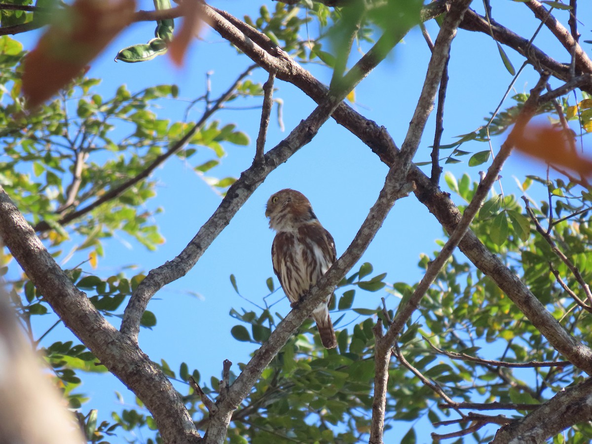 Ferruginous Pygmy-Owl - Alina Martin