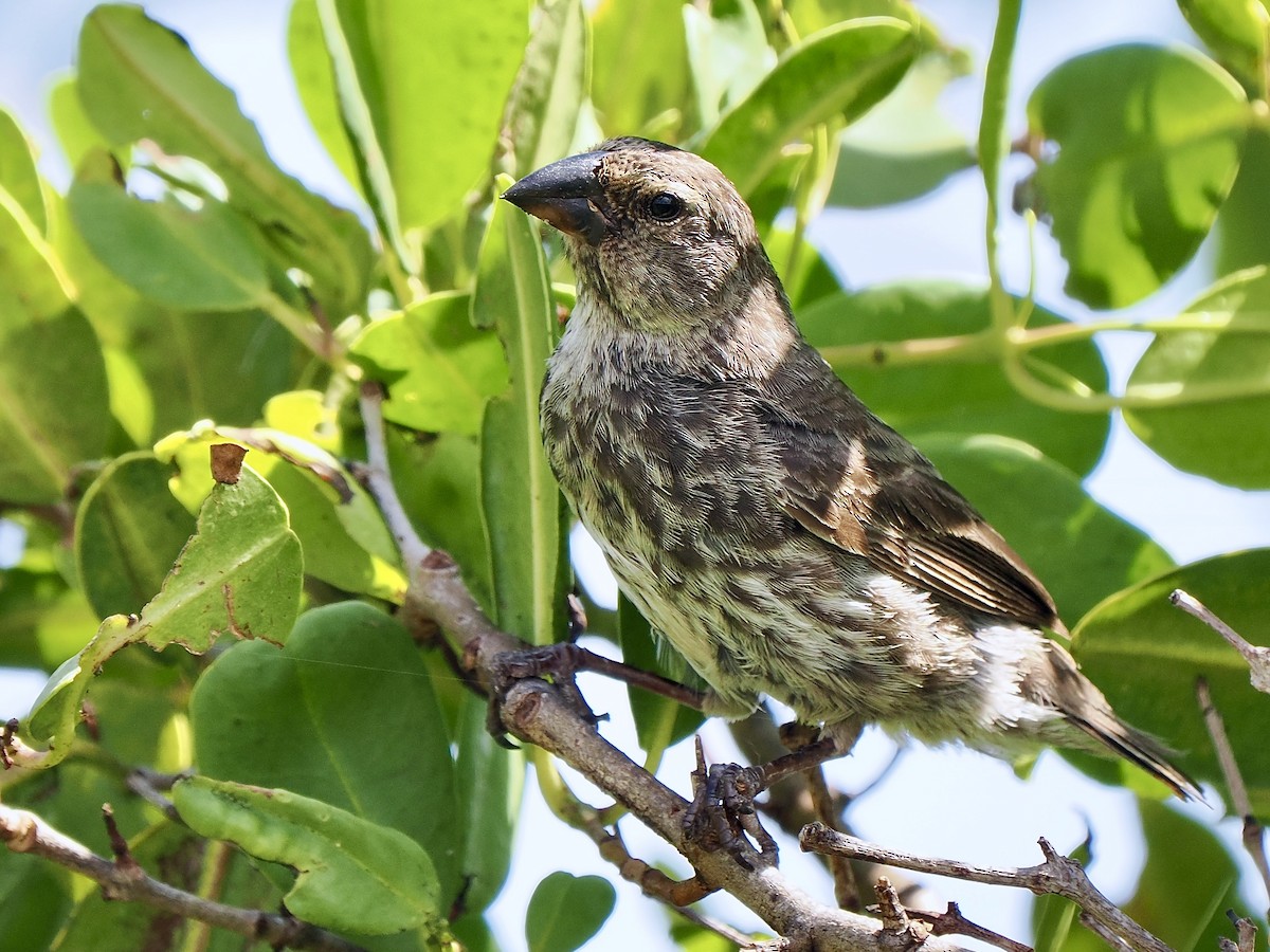 Vegetarian Finch - ML616752695