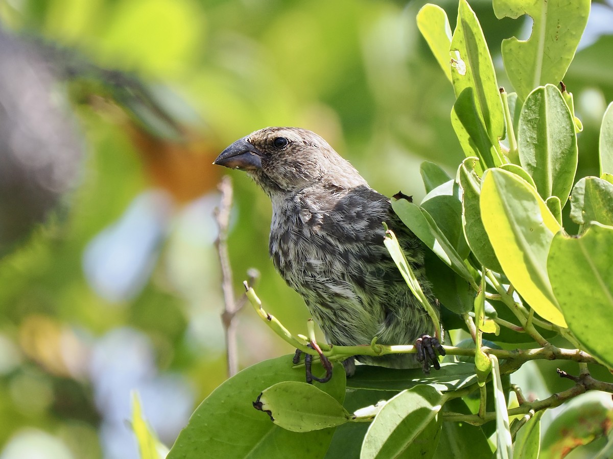 Vegetarian Finch - ML616752696