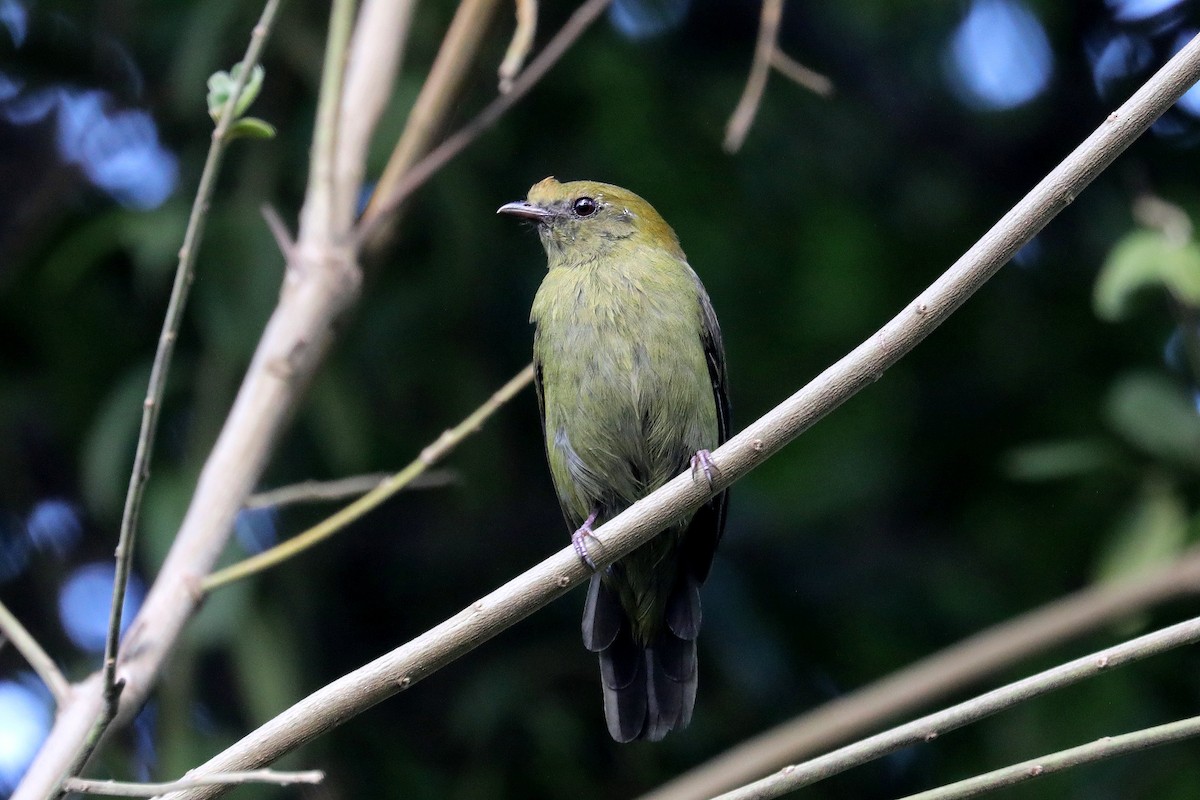 Helmeted Manakin - ML616752702