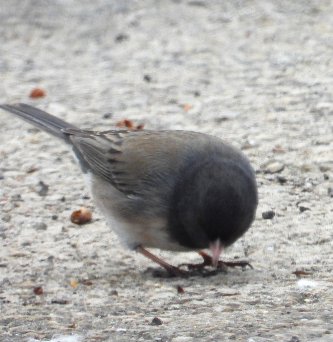 Junco Ojioscuro (cismontanus) - ML616752709