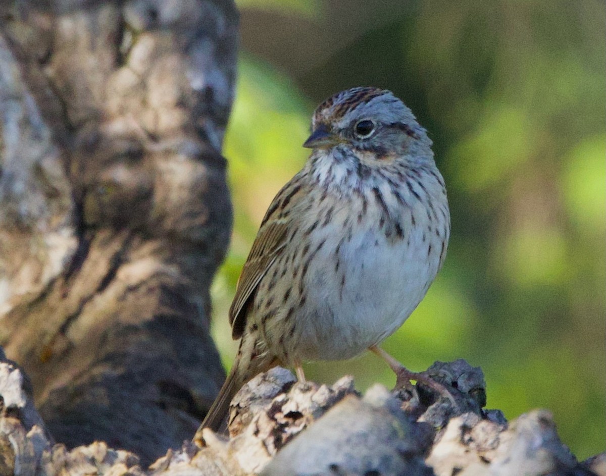 Lincoln's Sparrow - ML616752711