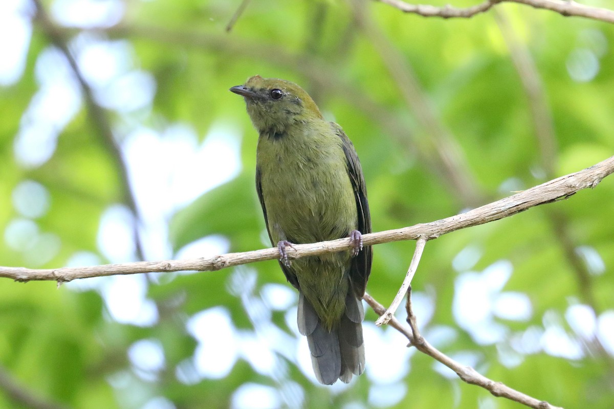 Helmeted Manakin - ML616752718