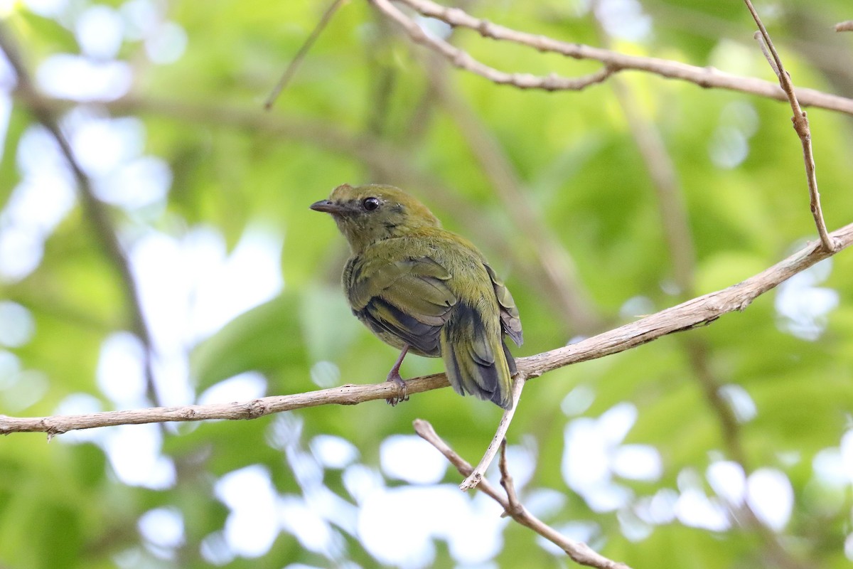 Helmeted Manakin - ML616752728