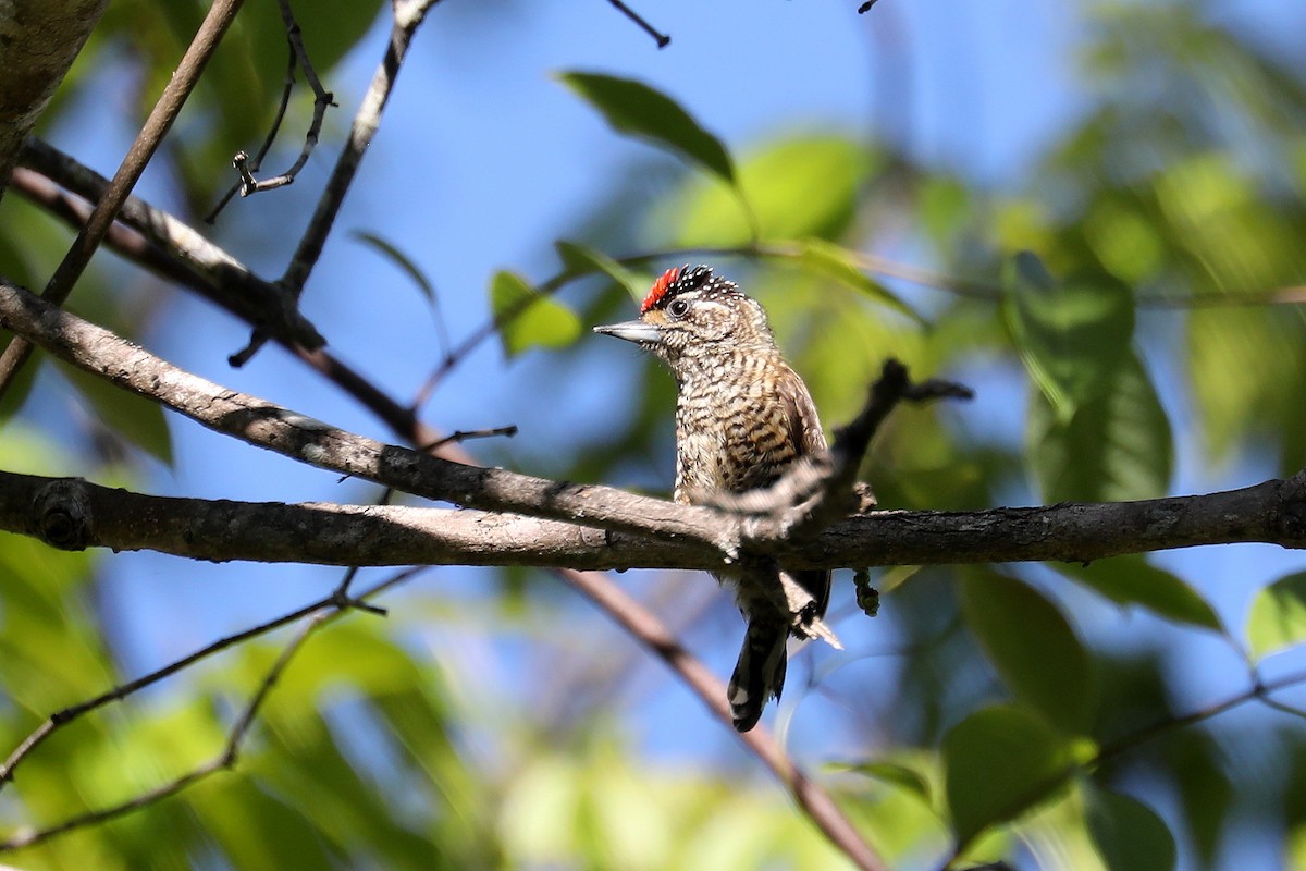 White-barred Piculet - ML616752738